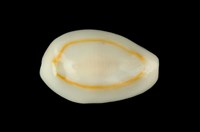 藏品(金環寶螺)的圖片